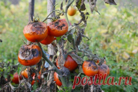 Чем обработать открытый грунт после томатов Выращивание томатов в открытом грунте сопряжено с определенными сложностями. В том числе и потому, что эта культура нередко становится жертвой самых разных болезней и вредителей. Чтобы почва порадовал...