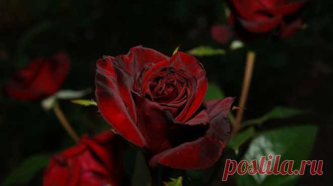 Мои розы. Фото Пироговой Ольги.