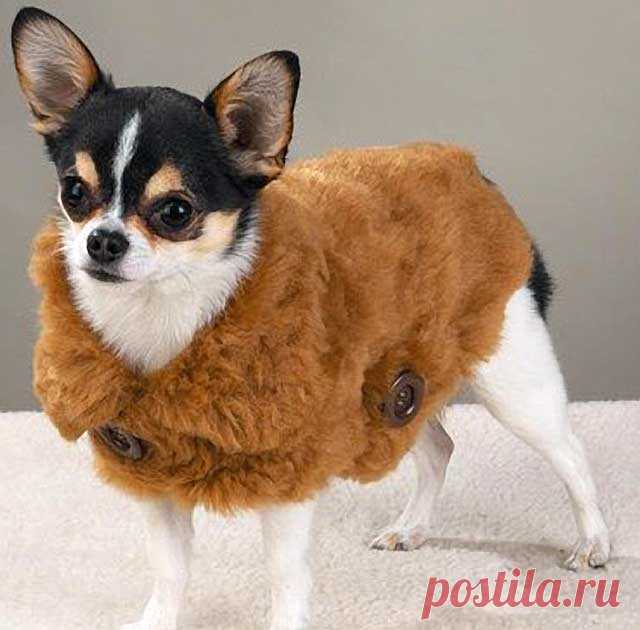 » Кофточка из старой шапки и другая одежда для собак своими руками