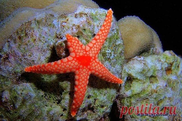 Жемчужная морская звезда