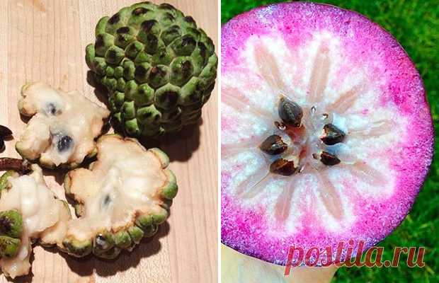 Самые экзотические фрукты Возможно, многие не только не пробовали, но и не слышали о существовании большинства из этих удивительных плодов.  Для нас они выглядят смешно, странно, аппетитно, устрашающе или даже отвратительно. А для кого-то они являются такой же обыкновенной частью повседневного рациона, как для нас обычн