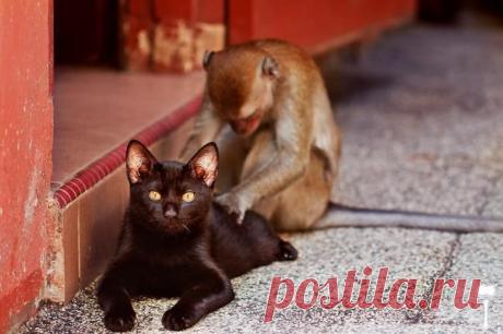 Экзотический массаж....