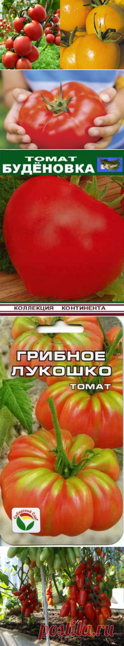 Самые урожайные сорта томатов для открытого грунта