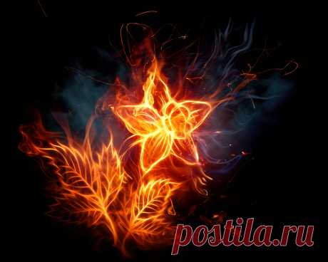 Have fun! Wallpaper: Fair flower Wallpaper of Fair flower for fans of Have fun!.