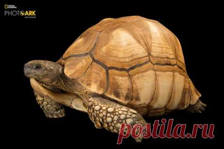 National Geographic начал кампанию, посвященную сохранению исчезающих видов | Чёрт побери Национальное географическое общество США (National Geographic) и ассоциация Outdoor Advertising Association of America проводят совместную кампанию #SaveTogether (#СпасёмВместе) с целью привлечения внимания к проблеме сохранения видов животных, которые находятся под угрозой исчезновения. Кампания проводится в социальных сетях, а также на биллбордах по всей территории США. Мадагаскарск...