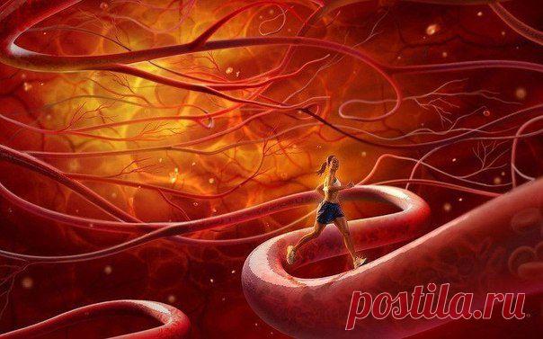 Очищение сосудов народными средствами.