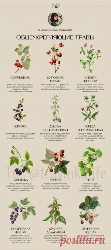 Травы общеукрепляющие