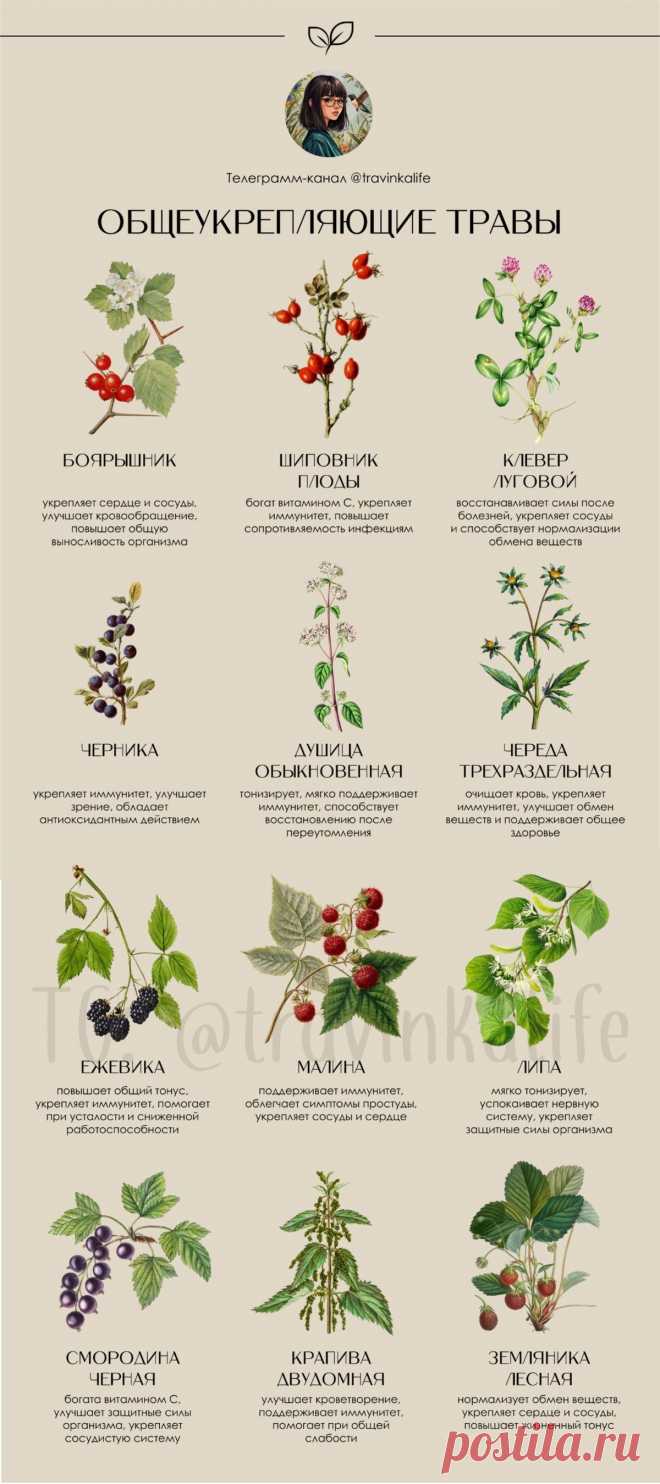 Травы общеукрепляющие