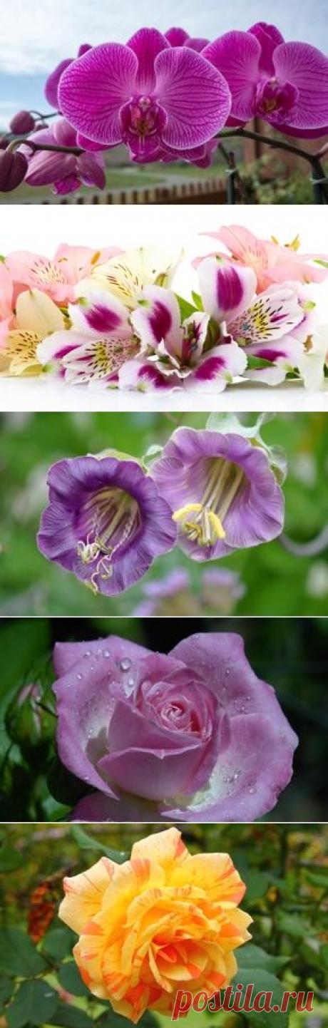 Цветы обои на рабочий стол - страница 51