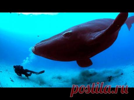 Кит не оставлял ныряльщицу в покое. Когда девушка поняла почему, она испытала настоящий шок... - YouTube