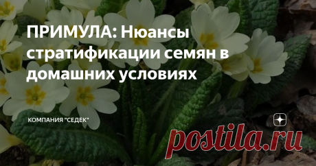 ПРИМУЛА: Нюансы стратификации семян в домашних условиях Для того, чтобы попытаться получить цветение примулы в этот же год в конце лета-начале осени, необходимо сеять их на рассаду в феврале-начале марта. Но до этого ещё необходимо успеть произвести стратификацию.
🔹На стратификацию семена обычно устанавливают в декабре-январе, бывает даже в ноябре. Крайний срок - начало февраля.
🔹Для охлаждения подойдут температуры +3+5 градусов. В принципе это