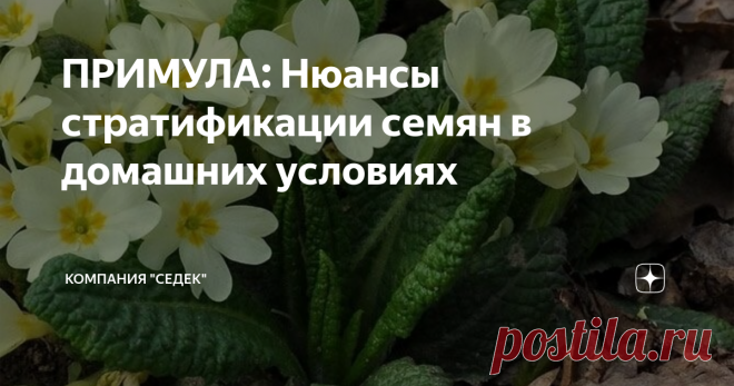 ПРИМУЛА: Нюансы стратификации семян в домашних условиях Для того, чтобы попытаться получить цветение примулы в этот же год в конце лета-начале осени, необходимо сеять их на рассаду в феврале-начале марта. Но до этого ещё необходимо успеть произвести стратификацию.
🔹На стратификацию семена обычно устанавливают в декабре-январе, бывает даже в ноябре. Крайний срок - начало февраля.
🔹Для охлаждения подойдут температуры +3+5 градусов. В принципе это