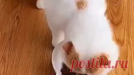 Зверь?