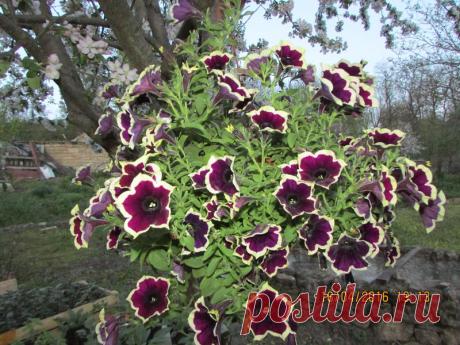 Петуния - хвастаемся цветущими растениями - Страница 14 - Форум цветоводов Фрау Флора
