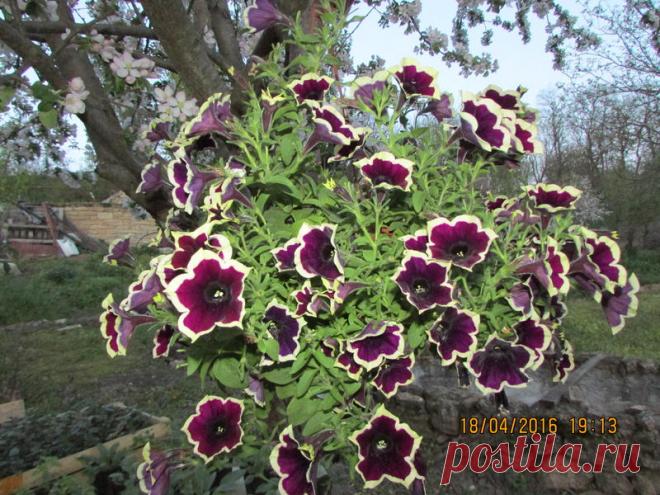 Петуния - хвастаемся цветущими растениями - Страница 14 - Форум цветоводов Фрау Флора