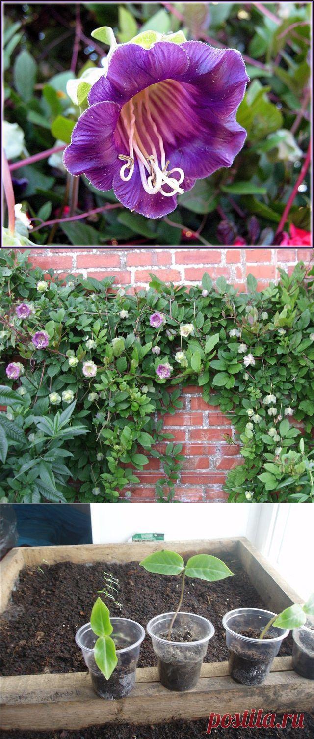 Кобея: выращиваем и ухаживаем. Виды кобеи.
