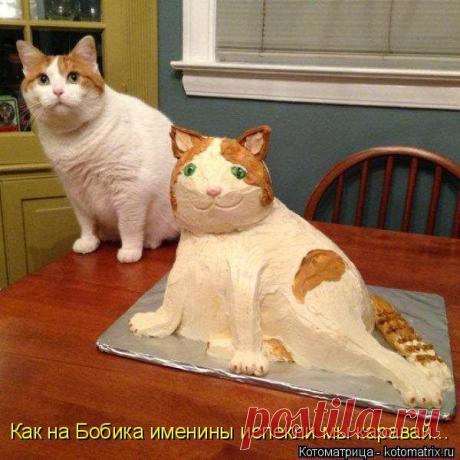 Свежая чумачечая котоматрица.