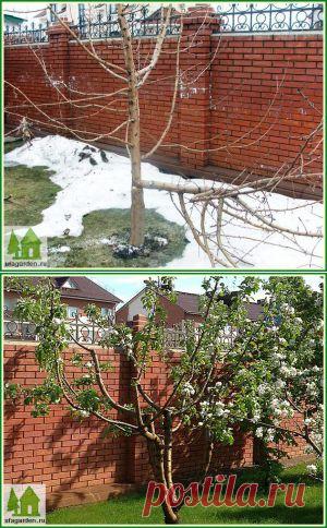 Обрезка яблонь весной | Дачная жизнь - , огород, дача