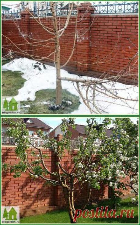 Обрезка яблонь весной | Дачная жизнь - , огород, дача