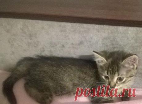 (2) Одноклассники