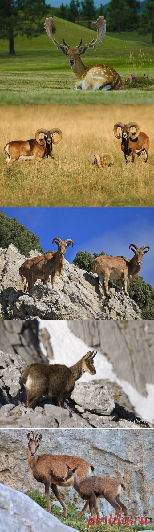 Охота в Испании круглый год, во всех регионах Испании, охота на кабана, козерога, муфлона, иберийскую лань, на красного иберийского оленя, на серну, охота на птиц фазан, куропатка , утка.