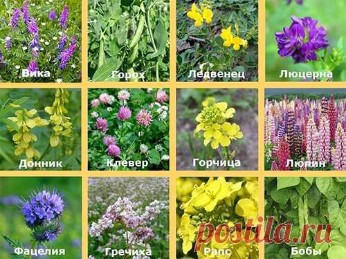 КАКОЙ СИДЕРАТ ДЛЯ ЧЕГО

Вика яровая - относится к семейству бобовых. Обогащает почву азотом. Высевать можно рано весной и срезать до цветения, или во второй половине лета. Томаты, выращиваемые по вике, дают прибавку урожая на 45%!
Показать полностью…