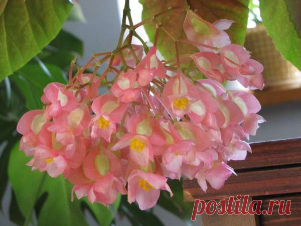 Бегония коралловая