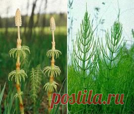 Хвощ полевой применение, лечебные свойства, лечение.