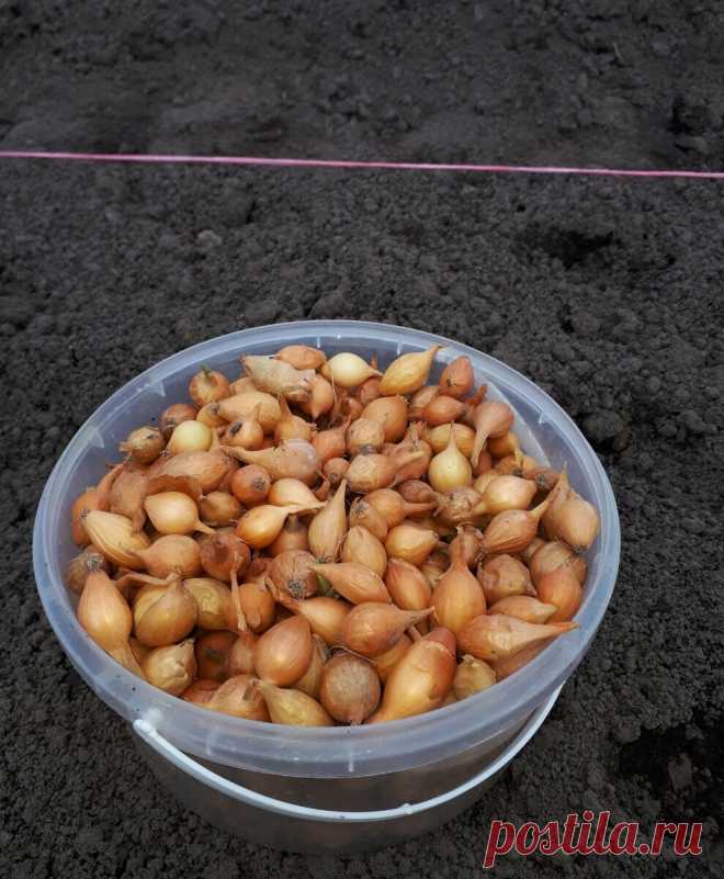 Что нужно знать перед посадкой севка, чтоб получить хороший урожай лука. | Огородник из Рязани | Яндекс Дзен