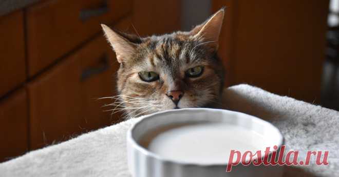 Что категорически не должно быть в рационе кота? | Факты о кошках/котах | Дзен