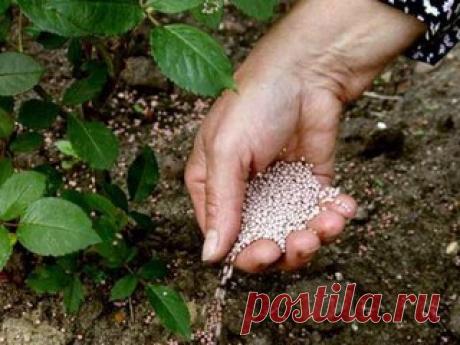 КАКИЕ УДОБРЕНИЯ ВНОСИТЬ ОСЕНЬЮ И КАК?

Приближается зима - самая ответственная пора для дачников и садоводов. И каждого, наверное, посещают тревожные мысли о губительности зимних морозов. Так хочется, чтобы любимые растения перезимовали без потерь, по весне порадовали пышным цветением, а потом и богатым урожаем. Легче пережить зимнюю пору растениям поможет правильная подготовка к холодам, один из важнейших этапов которой - осеннее внесение удобрений. 
Показать полностью…