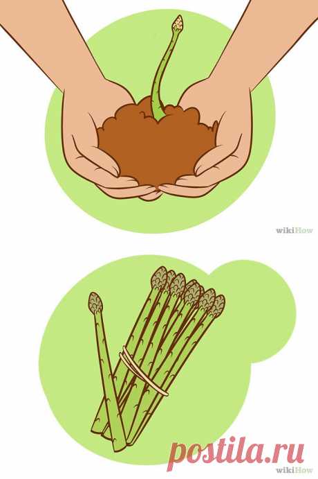 Как посадить спаржу - wikiHow