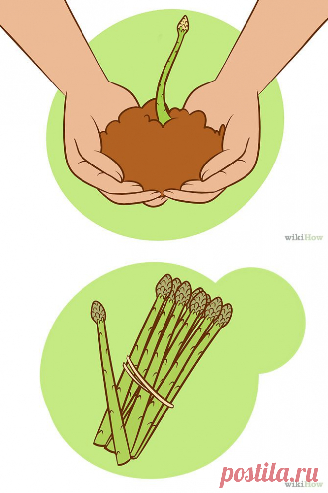 Как посадить спаржу - wikiHow