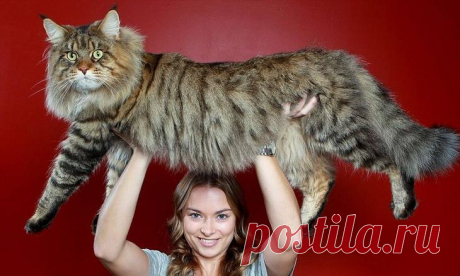 Мейн-кун — одна из крупнейших пород домашних кошек В 2010 году титул самой длинной кошки в Книге рекордов Гиннесса получил мейн-кун Стьюи — его длина от кончика носа до кончика хвоста составила 123 сантиметра. Весить котики этой породы могут до 16 кил...