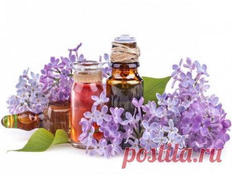 Настойка сирени на водке и на спирту: особенности приготовления и применения в домашних условиях