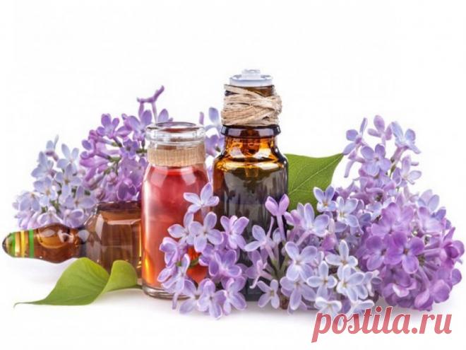 Настойка сирени на водке и на спирту: особенности приготовления и применения в домашних условиях