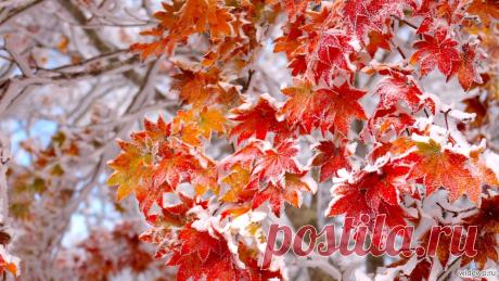 осенние листья с изморозью . фоны — Яндекс: нашлось 4 млн результатов