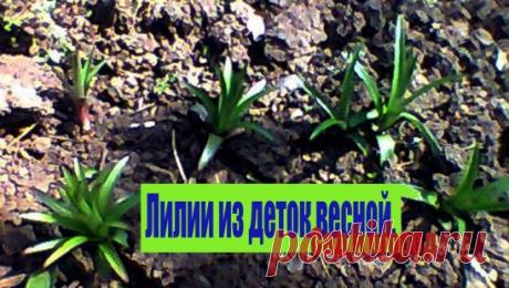 (94) Одноклассники