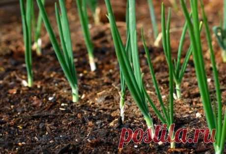 Когда сажать лук на репку в 2022 году по лунному календарю - Своими руками на даче - как посеять, сажать, ухаживать за растениями и цветами