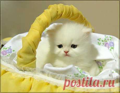 ஜ۩۞۩ஜღМарина Сорокаஜ۩۞۩ஜღ отметила Лидию Келареву, Валентину ПРОЖОГУ и ещё 8 друзей в альбоме женщина кошка
