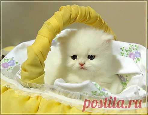 ஜ۩۞۩ஜღМарина Сорокаஜ۩۞۩ஜღ отметила Лидию Келареву, Валентину ПРОЖОГУ и ещё 8 друзей в альбоме женщина кошка