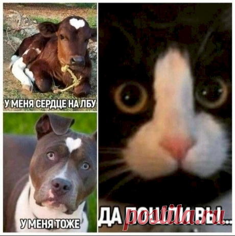 Выпуск №6311 - выпуск анекдотов сайта вокруг смеха