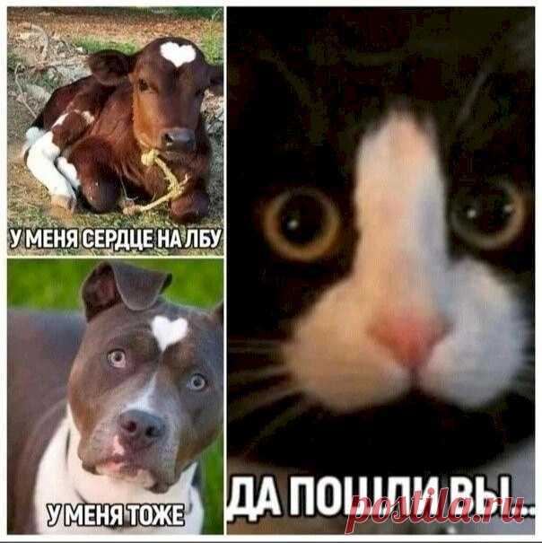 Выпуск №6311 - выпуск анекдотов сайта вокруг смеха