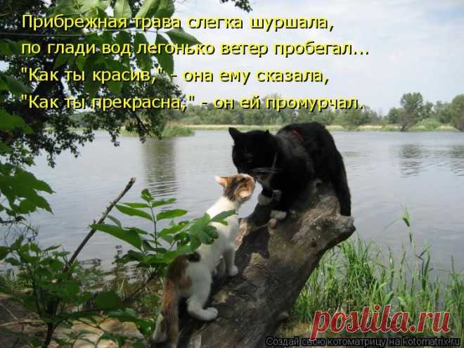 1450209149_kotomatritsa_6e.jpg (750×562)