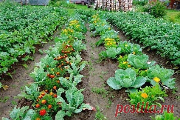 Как одно растение готовит удобрение для другого