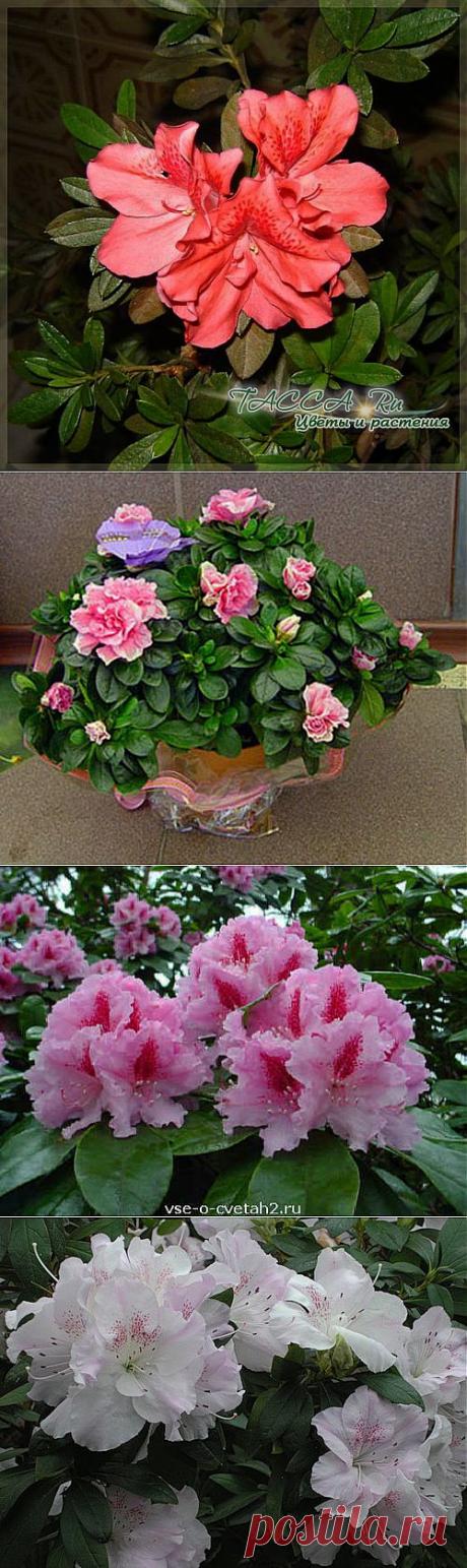 Азалия - уход, выращивание, обрезка, посадка | Наш уютный дом