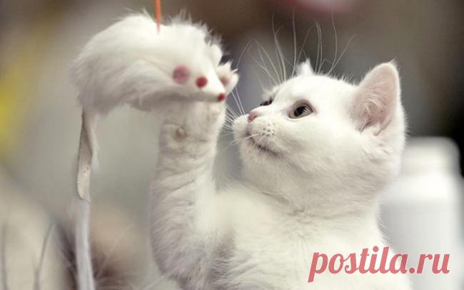 Беленькие...