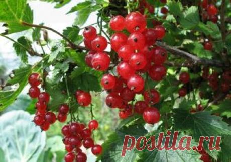 Болезни смородины и крыжовника