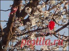 Праздник прихода весны – Мэрцишор