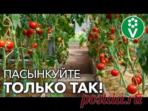 ФОРМИРУЙТЕ ТОМАТЫ ПРАВИЛЬНО! Все нюансы пасынкования для лучшего урожая в теплице